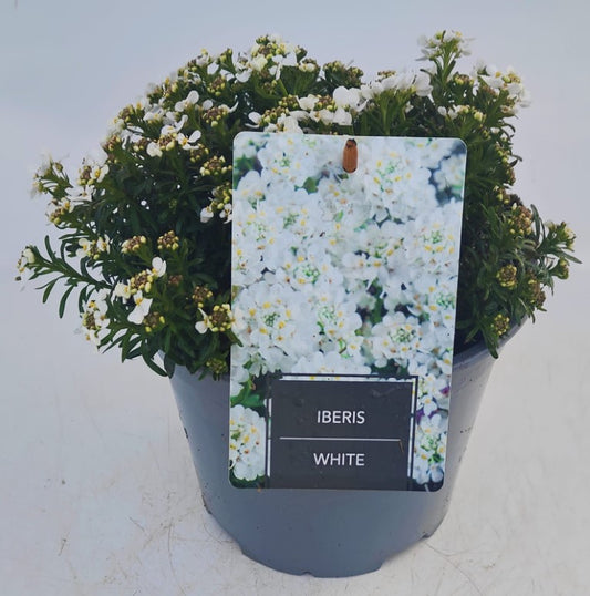 Iberis Snow Cone Forte - 19cm/3Litre