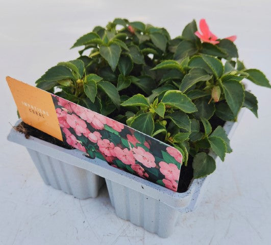 x10 Impatiens Beacon Coral - XL Plug Plants
