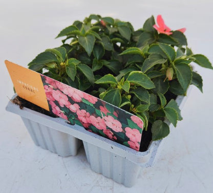x10 Impatiens Beacon Coral - XL Plug Plants