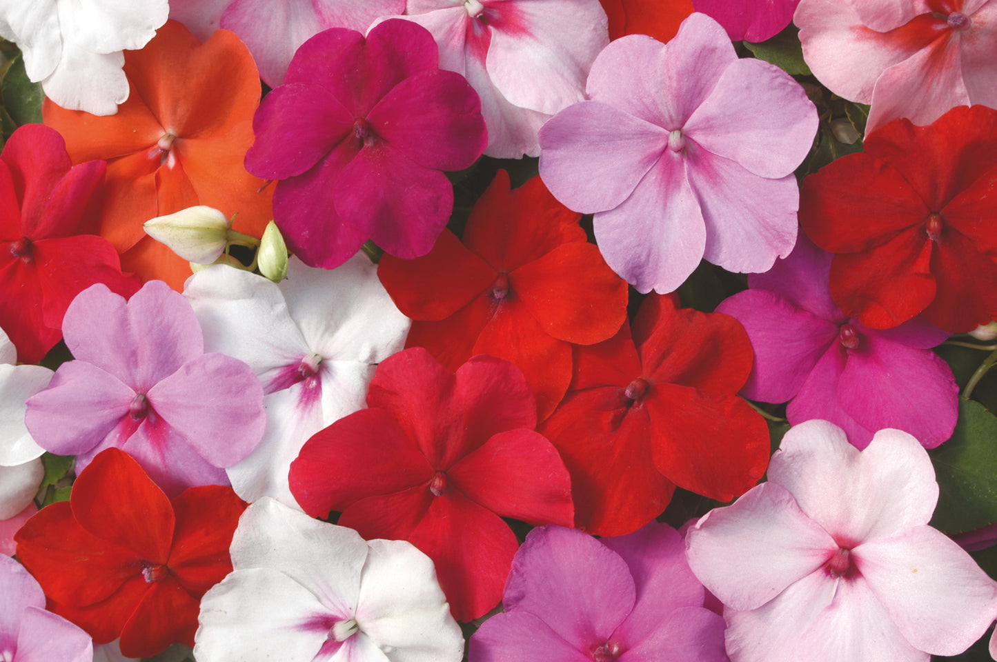 x10 Impatiens Beacon Mix - XL Plug Plants