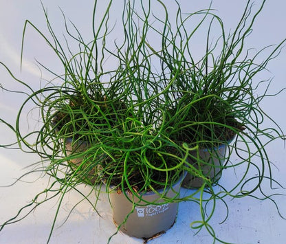 x3 Juncus Effusus Spiralis Plants in 10.5cm/9cm pots GRASS CORKSCREW
