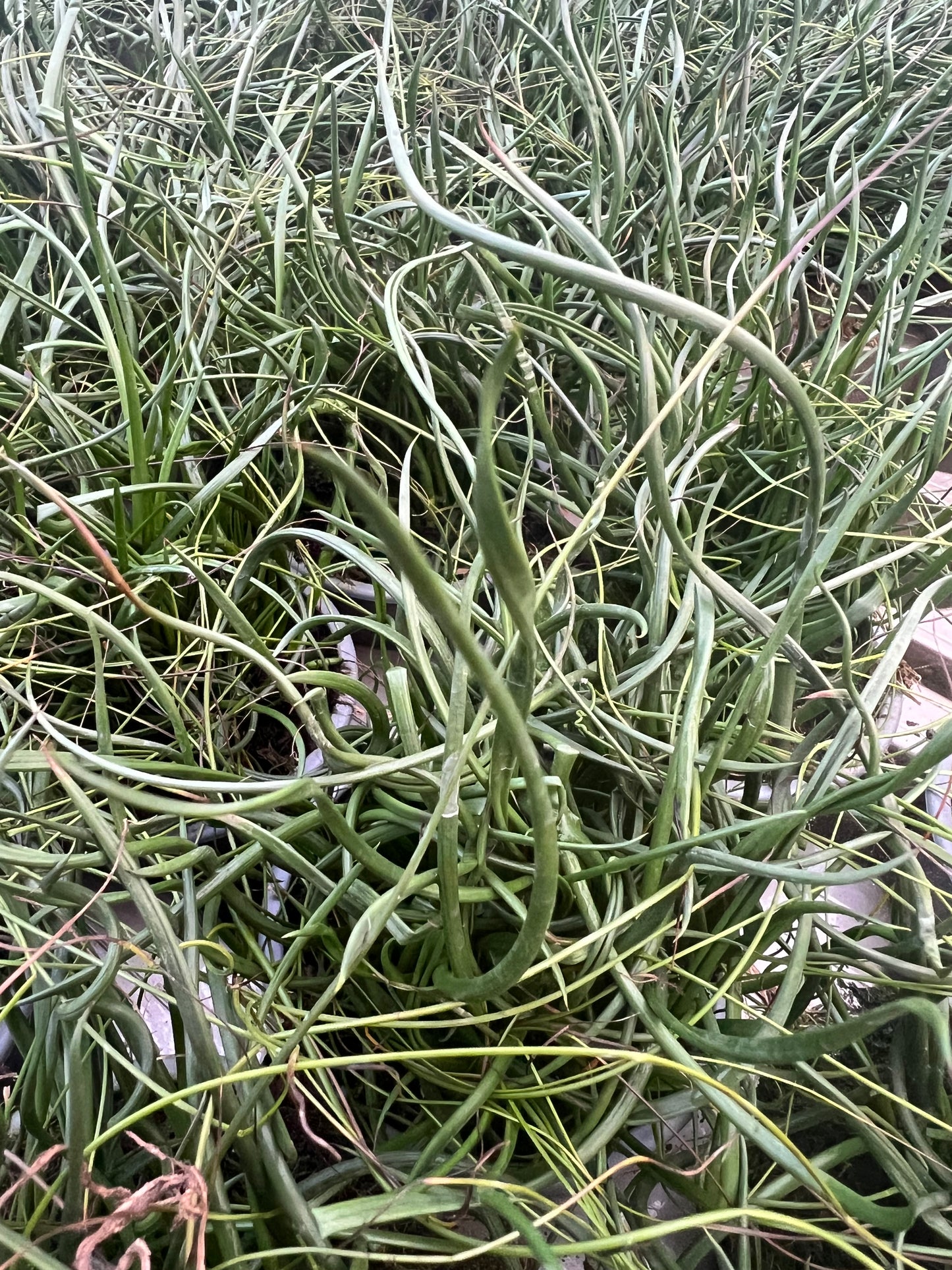 x3 Juncus Effusus Spiralis Plants in 10.5cm/9cm pots GRASS CORKSCREW