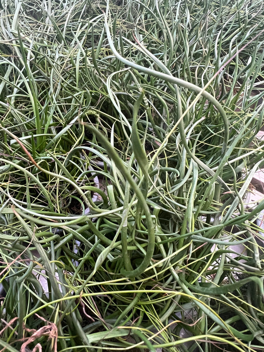 x3 Juncus Effusus Spiralis Plants in 10.5cm/9cm pots GRASS CORKSCREW