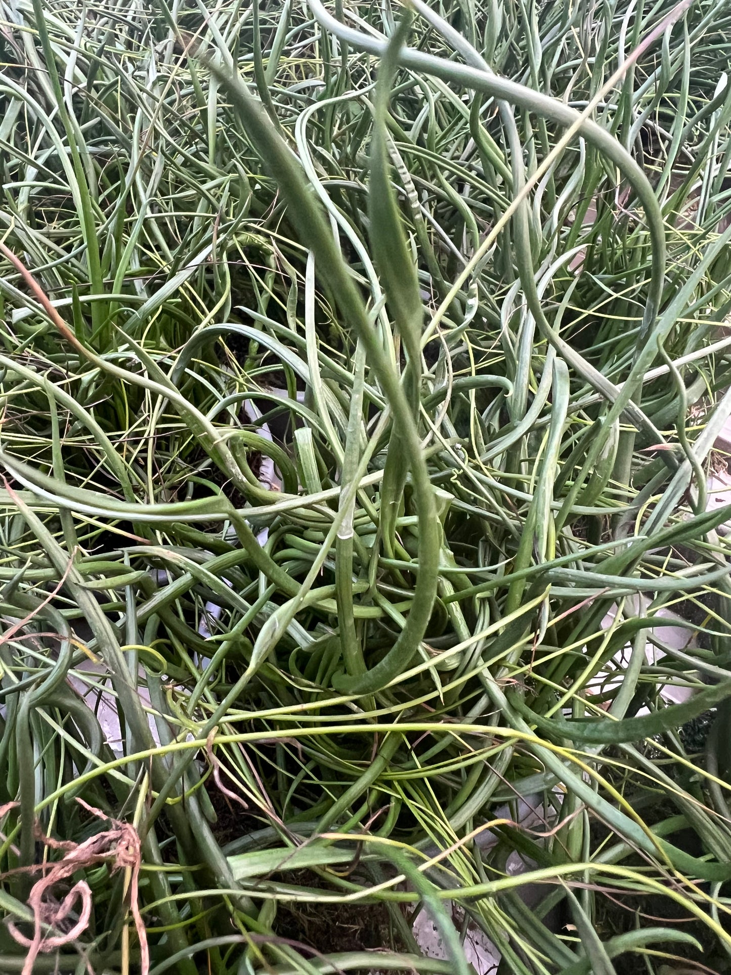 x3 Juncus Effusus Spiralis Plants in 10.5cm/9cm pots GRASS CORKSCREW