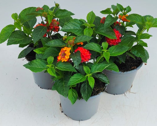 x2 Lantana Shamrock Orange Flame 13cm/1 Ltr