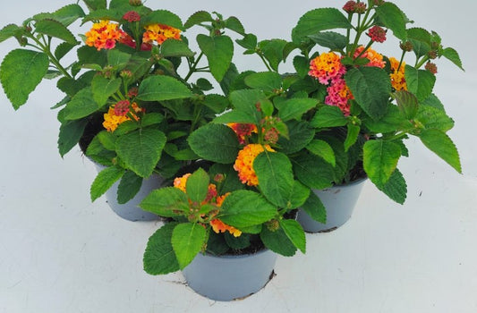 x2 Lantana Shamrock Rose 13cm/1 Ltr