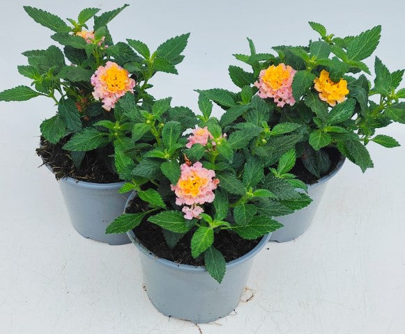 x2 Lantana Shamrock Rose Gold 13cm/1 Ltr
