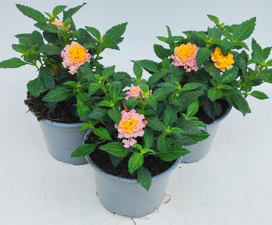 x2 Lantana Shamrock Rose Gold 13cm/1 Ltr