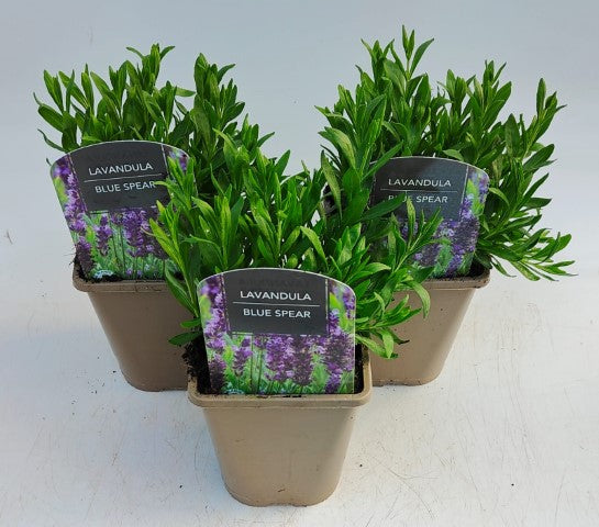 x2 Lavandula | Lavender Blue Spear 13cm/1 Litre