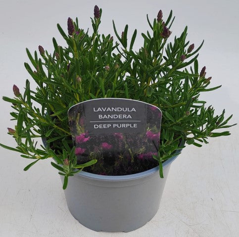 x1 Lavandula | Lavender Butterfly Deep Purple 17cm/2Litre