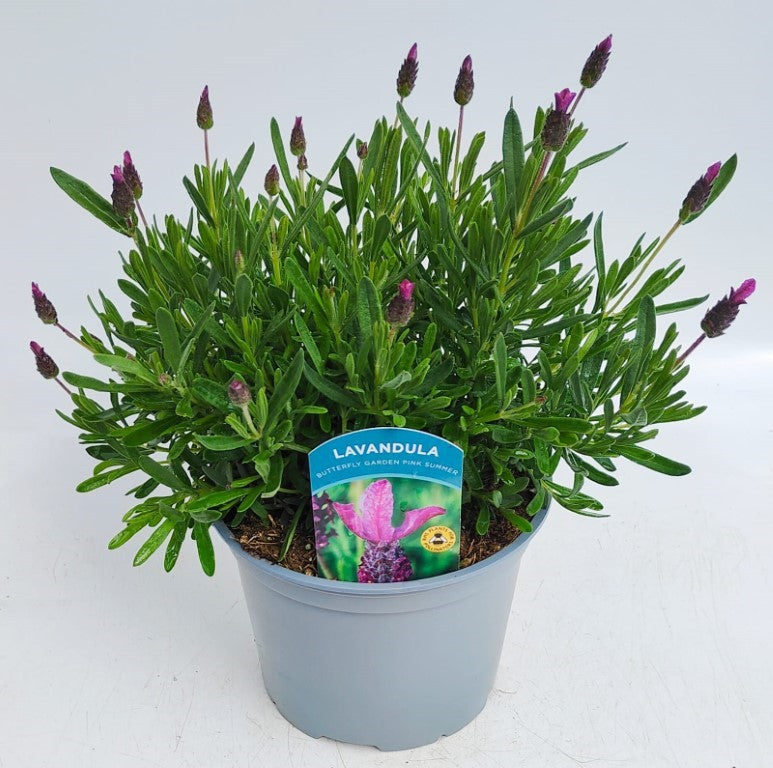 x1 Lavandula | Lavender Butterfly Pink Summer 17cm/2Litre