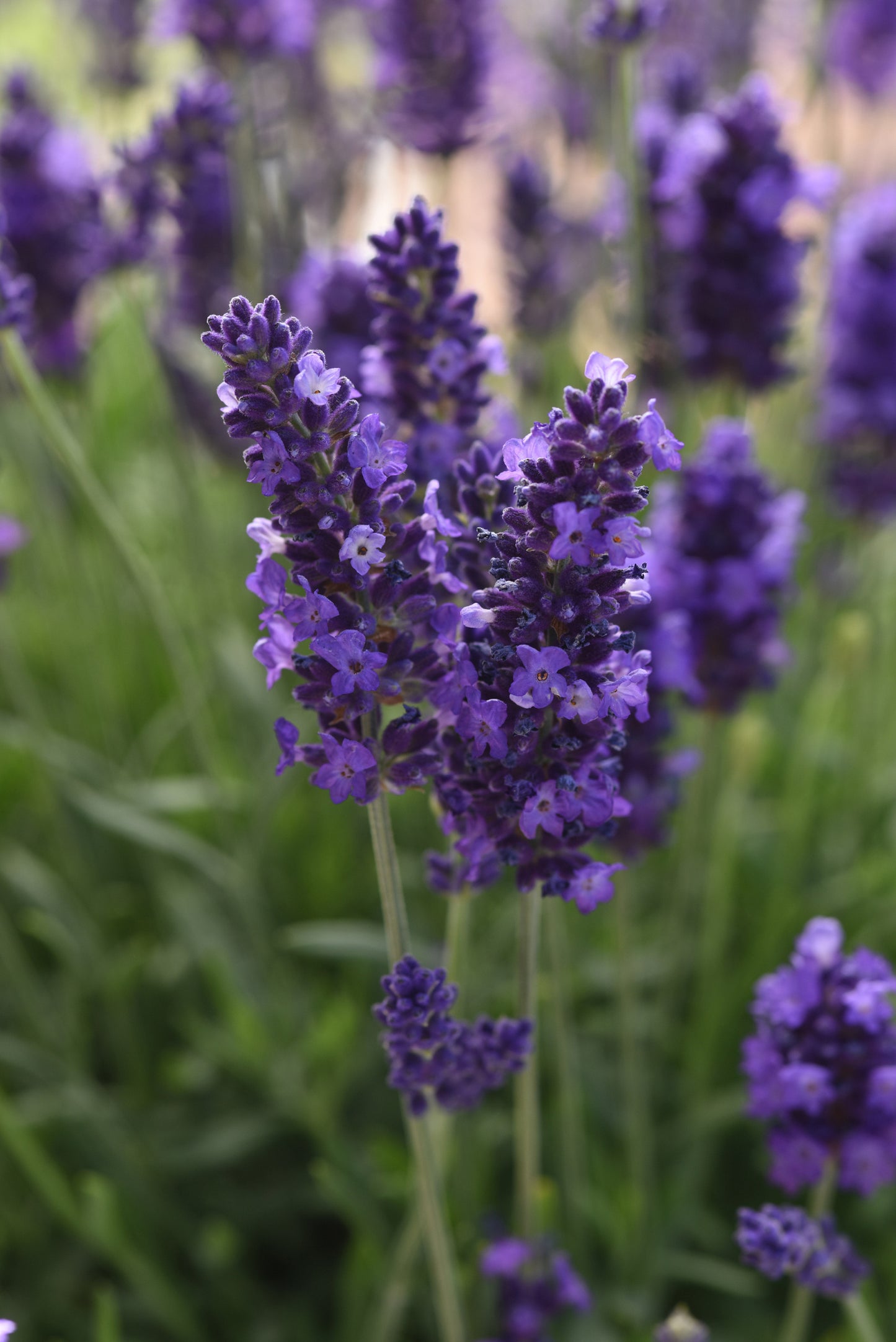 x2 Lavandula | Lavender Blue Spear 13cm/1 Litre