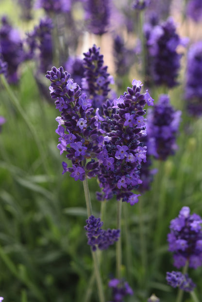 x2 Lavandula | Lavender Blue Spear 13cm/1 Litre