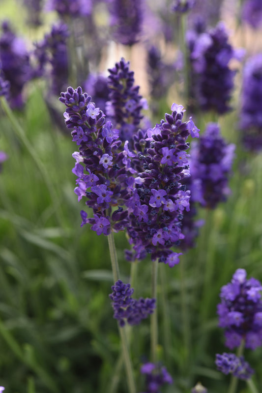 x2 Lavandula | Lavender Blue Spear 13cm/1 Litre