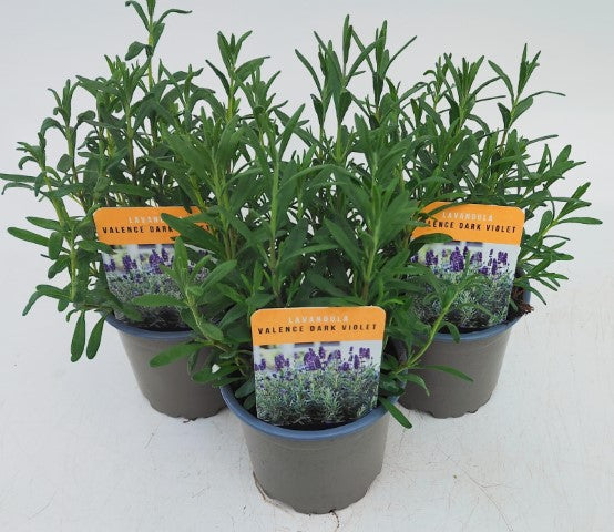 x3 Lavender Valence Dark Violet Plants in 10.5cm/9cm pots