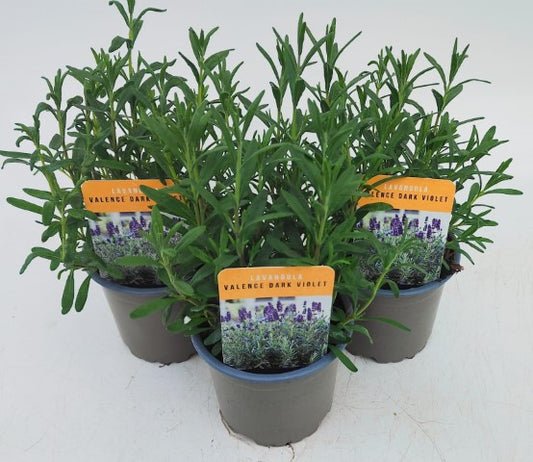 x3 Lavender Valence Dark Violet Plants in 10.5cm/9cm pots