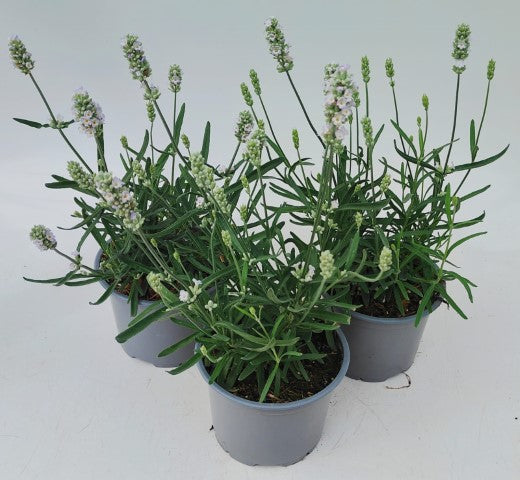 x2 Lavandula | Lavender Summer White 13cm/1 Litre