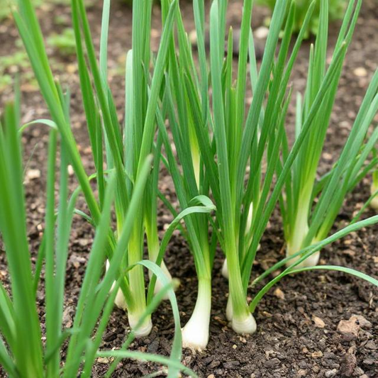 x10 Leeks - Vegetable Transplants