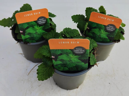 x3 Lemon Balm - Aromatic Herb 10.5cm/9cm
