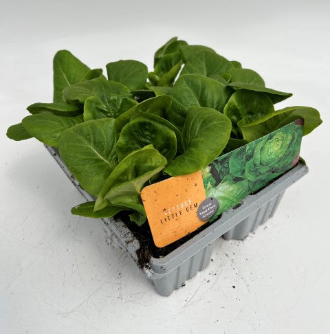 x10 Lettuce Little Gem - Vegetable Transplants