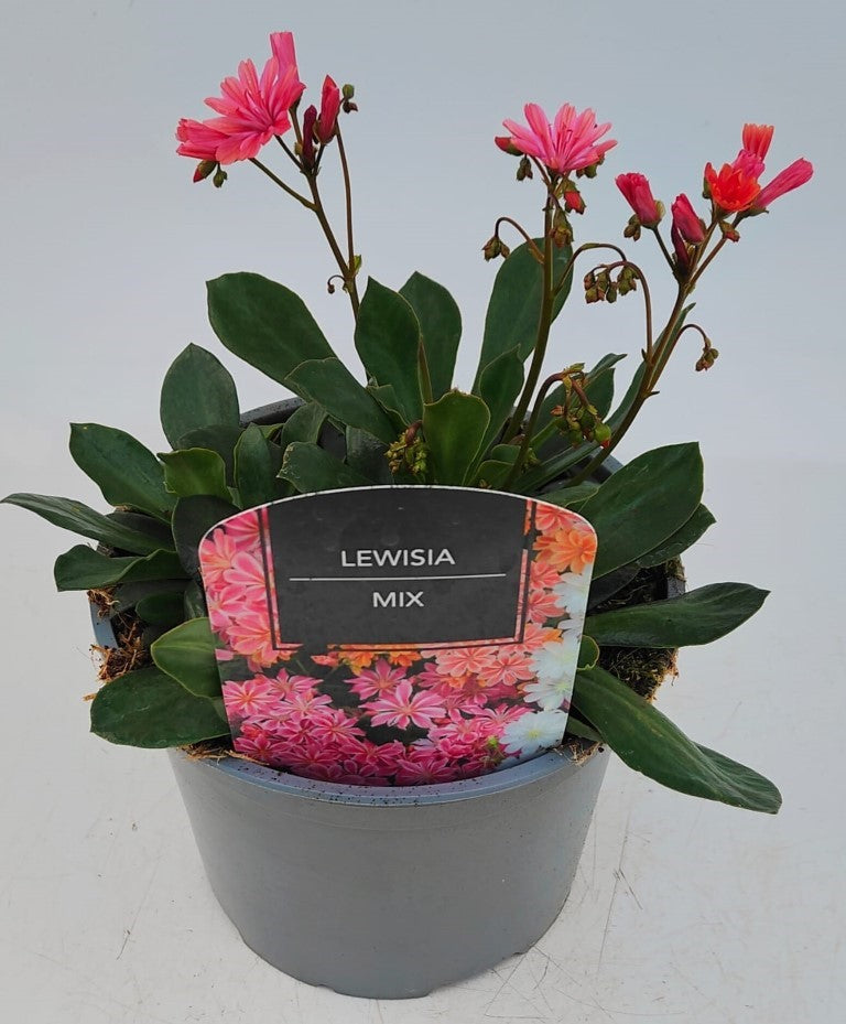 x1 Lewisia Elise Mix 17cm/2Litre