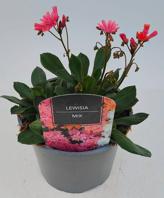 x1 Lewisia Elise Mix 17cm/2Litre