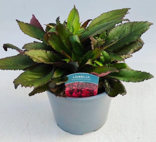 x1 Lobelia Starship Rose 19cm/3Ltr