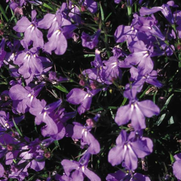 x10 Lobelia Crystal Palace - XL Plug Plants