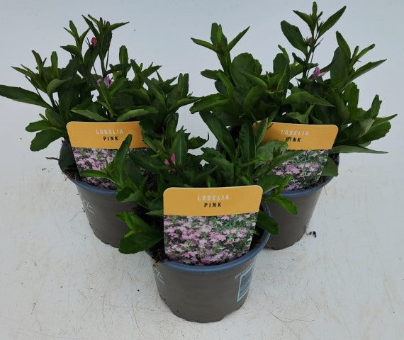 x3 Lobelia Sweet Spring Pink 10.5cm/9cm pots