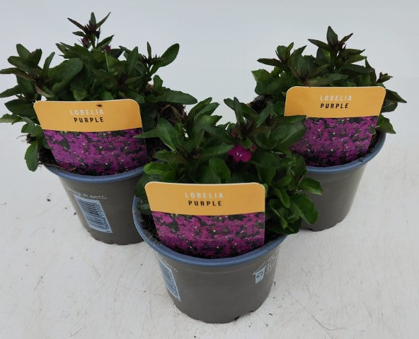 x3 Lobelia Sweet Spring Purple 10.5cm/9cm pots