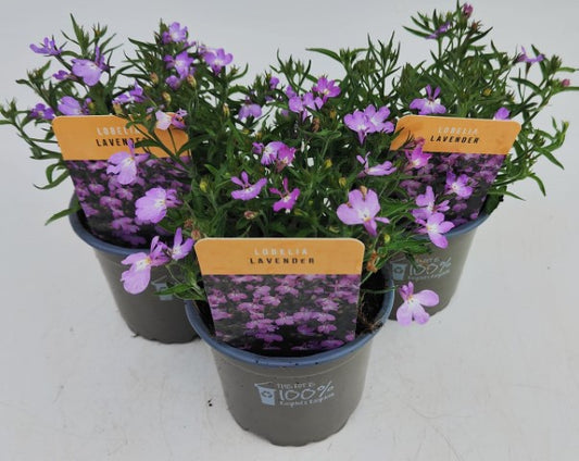 x3 Lobelia Sweet Spring Lavender 10.5cm pots