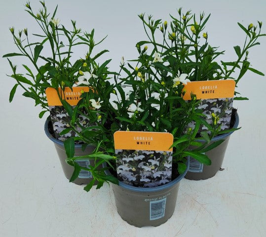 x3 Lobelia Sweet Spring White 10.5cm/9cm