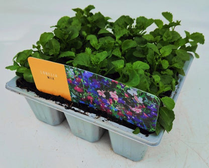 x10 Lobelia Fountain Mix - XL Plug Plants