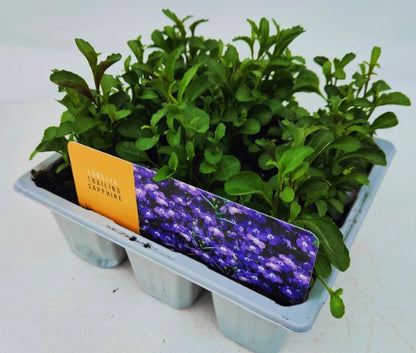 x10 Lobelia Sapphire Blue - XL Plug Plants