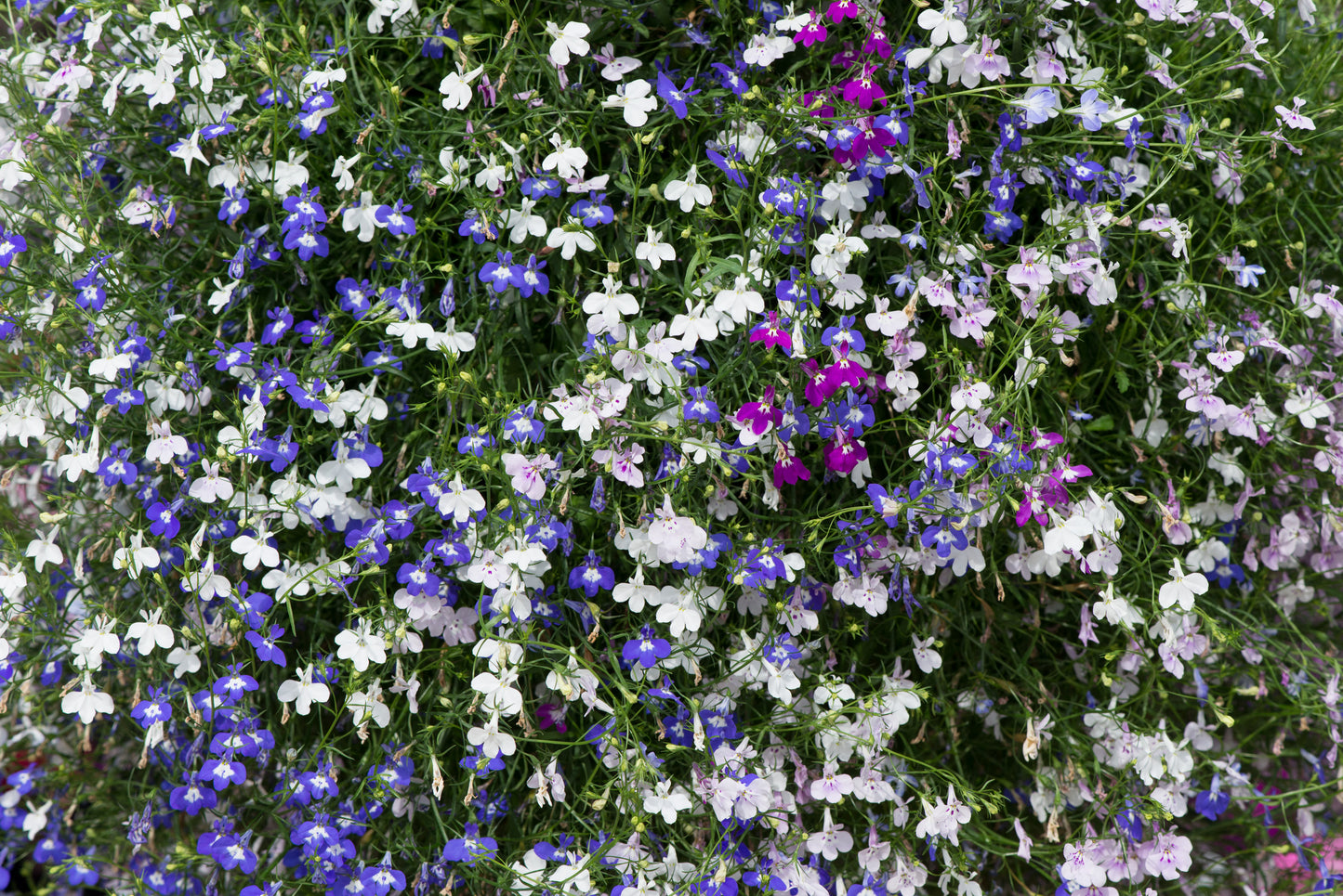 x10 Lobelia Fountain Mix - XL Plug Plants