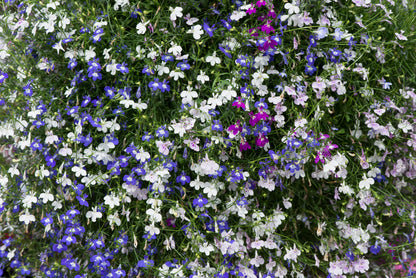 x10 Lobelia Fountain Mix - XL Plug Plants