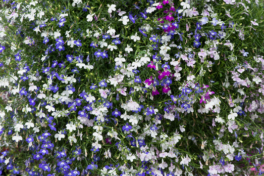 x10 Lobelia Fountain Mix - XL Plug Plants