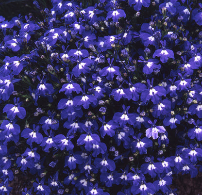 x10 Lobelia Sapphire Blue - XL Plug Plants