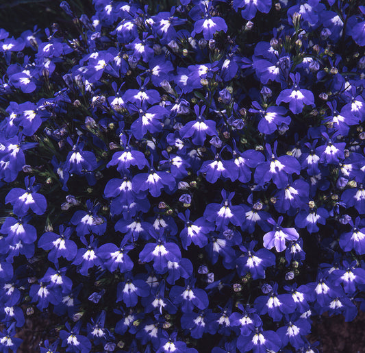 x10 Lobelia Sapphire Blue - XL Plug Plants