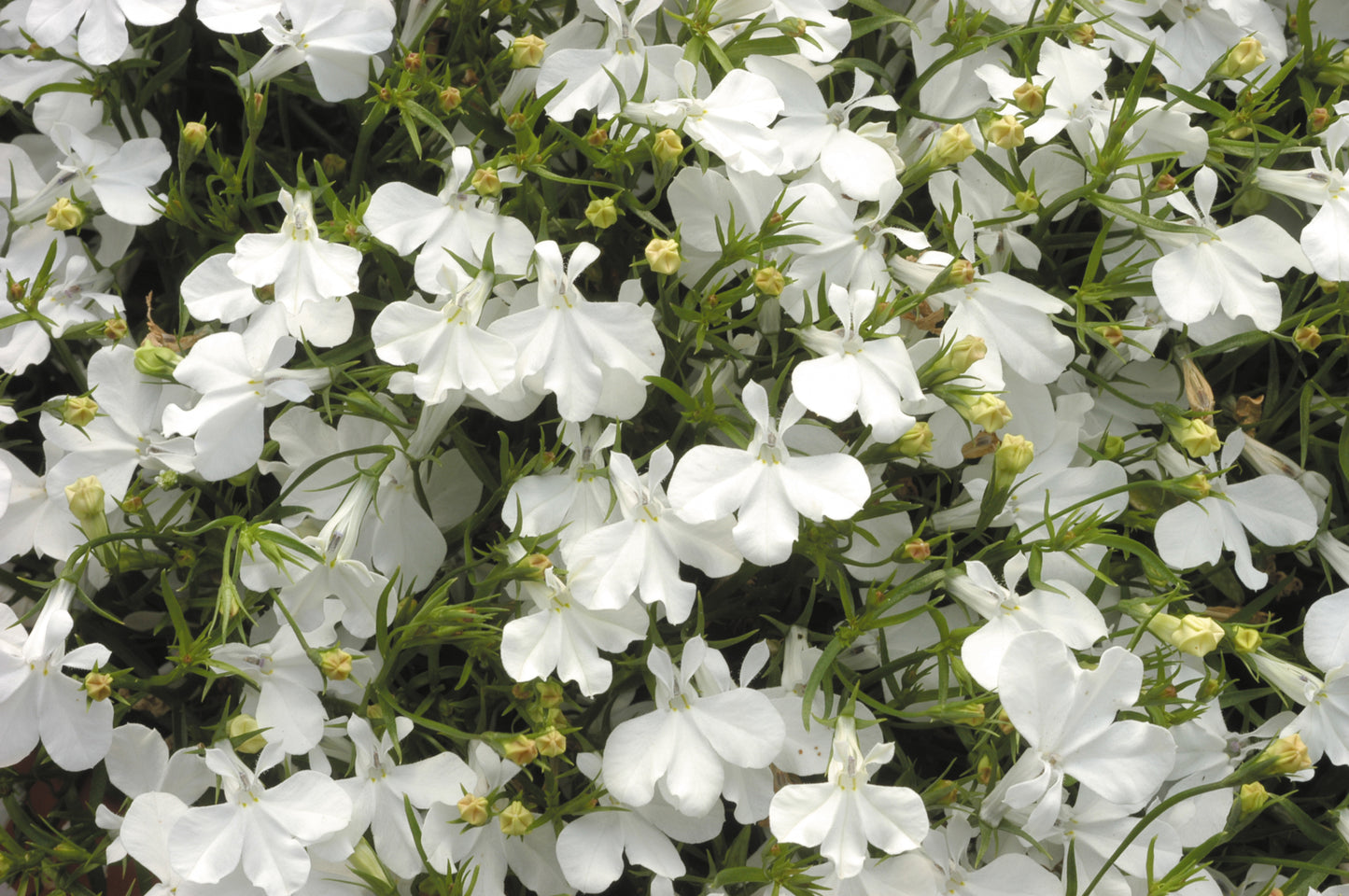 x10 Lobelia Upright White Lady - XL Plug Plants