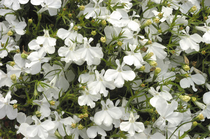 x10 Lobelia Upright White Lady - XL Plug Plants