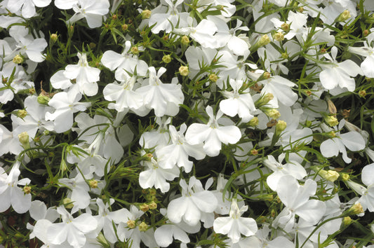 x10 Lobelia Upright White Lady - XL Plug Plants