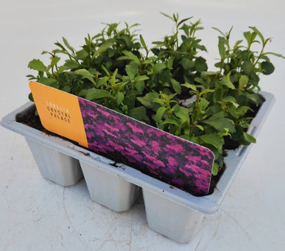 x10 Lobelia Crystal Palace - XL Plug Plants