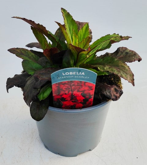 x1 Lobelia Starship Scarlet 19cm/3Ltr
