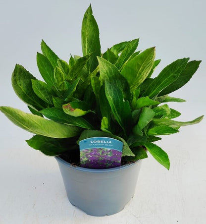 x1 Lobelia Starship Blue 19cm/3Ltr