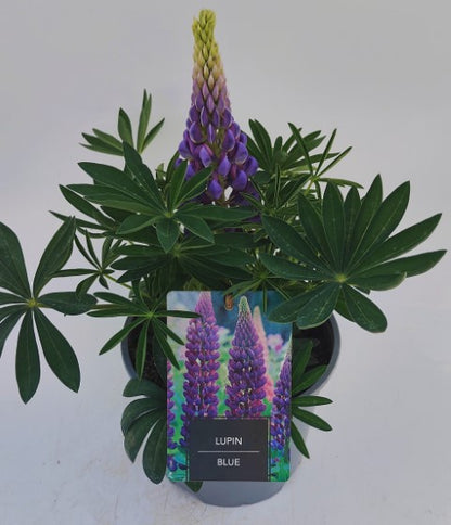 x1 Lupin Legendary Blue 19cm/3Ltr