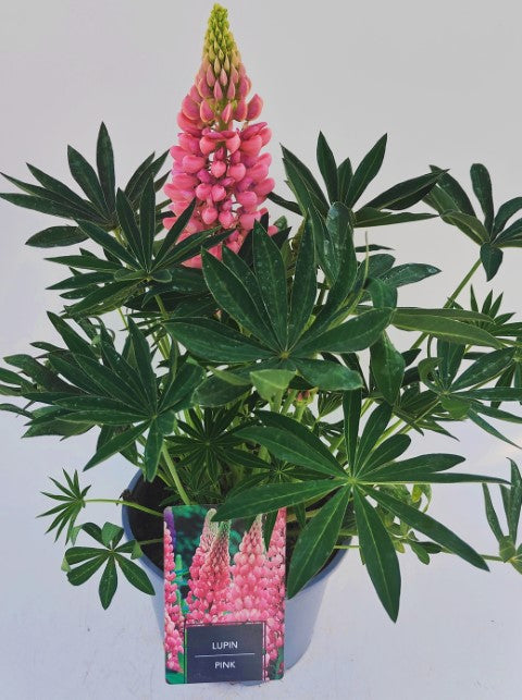 x1 Lupin Legendary Pink 19cm/3Ltr