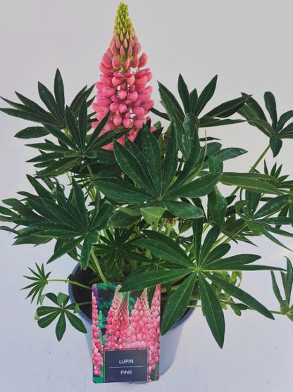 x1 Lupin Legendary Pink 19cm/3Ltr