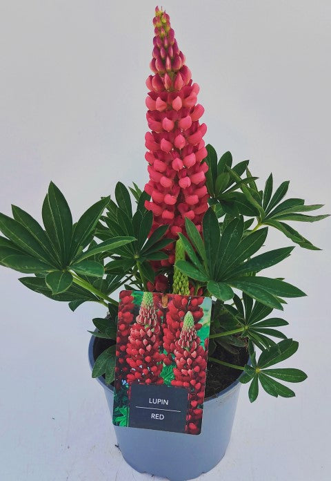 x1 Lupin Legendary Red 19cm/3Ltr