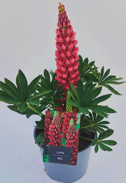 x1 Lupin Legendary Red 19cm/3Ltr